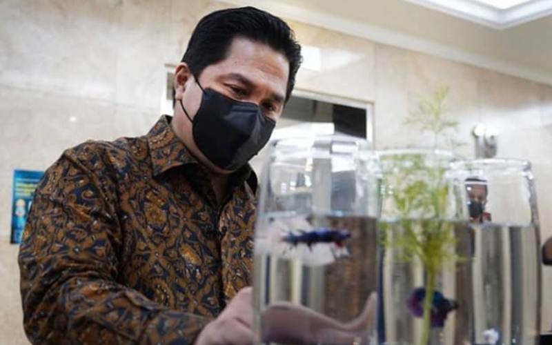  Menteri BUMN Erick Thohir Mulai Pelihara Ikan Cupang? 