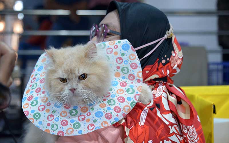  Wujudkan Kota Ramah Kucing, Kota Banda Aceh Gelar Kontes Kucing