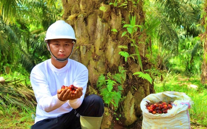  Cuaca Buruk Bikin Harga Sawit Terus Melejit