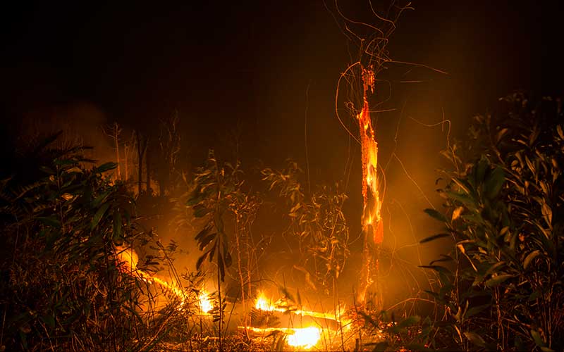  Hutan Lindung PT Chevron Pacific Indonesia di Riau Terbakar