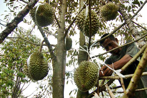  Petani Durian di Subang tak Bisa Panen Raya Akibat Cuaca Ekstrem