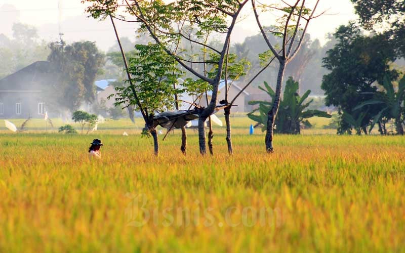  BPS Catat Terjadinya Penyusutan Luas Panen di Sumbar Seluas 16 Ribu Hektar Pada 2020