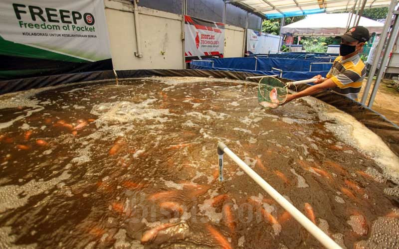  Budi Daya Ikan Dengan Sistem Bioflok Diklaim Mengurangi Kematian Ikan Karena Kualitas Air