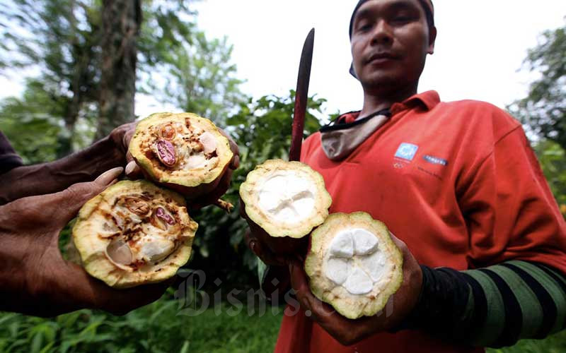  Ada Pandemi, Bali Bisa Naikkan Volume Ekspor Biji Kakao