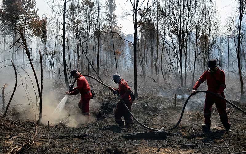  100 Hektare Lahan di Riau Terbakar Akibat Musim Kemarau
