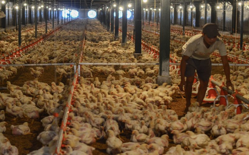  Surplus Produksi Tekan Harga Ayam, Kapasitas Cold Storage Kurang