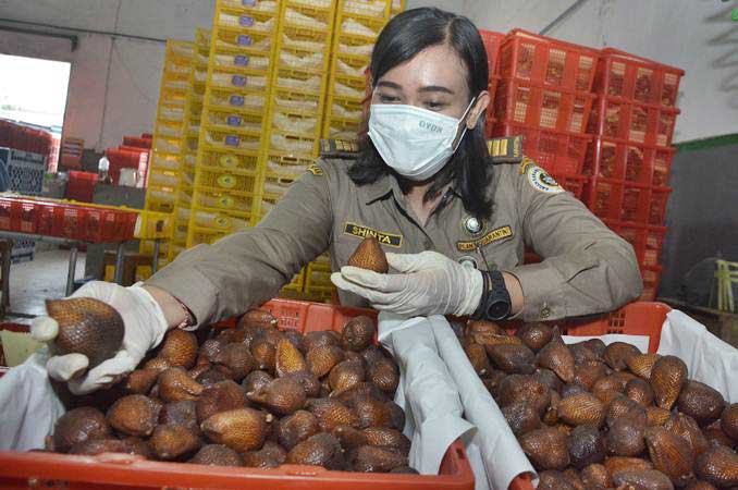  Harga Salak Karangasem \'Sepat\' saat Panen Raya