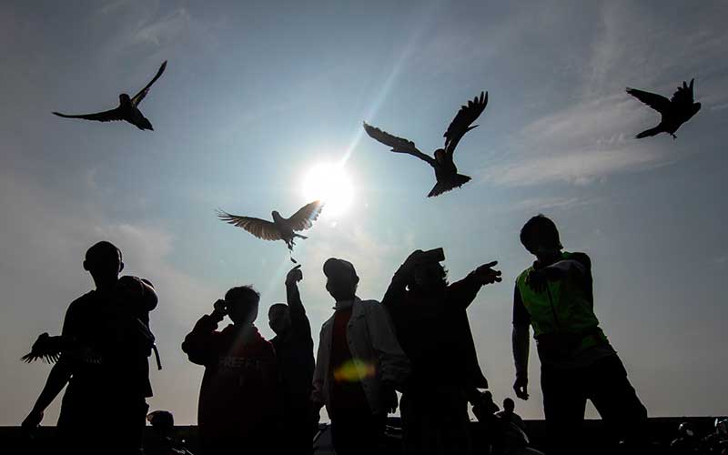 Latihan Terbang Burung Paruh Bengkok di Depok Jawa Barat