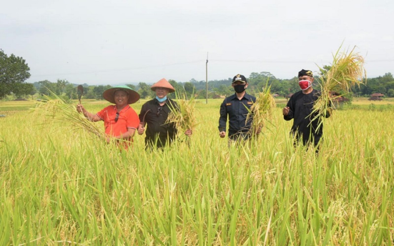  Wagub Jabar Hadiri Panen Raya di Kuningan