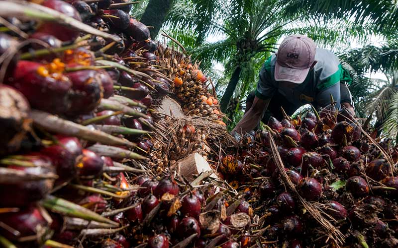 Pekerja memanen kelapa sawit di Desa Rangkasbitung Timur, Lebak, Banten, Selasa (22/9/2020). ANTARA FOTO/Muhammad Bagus Khoirunas