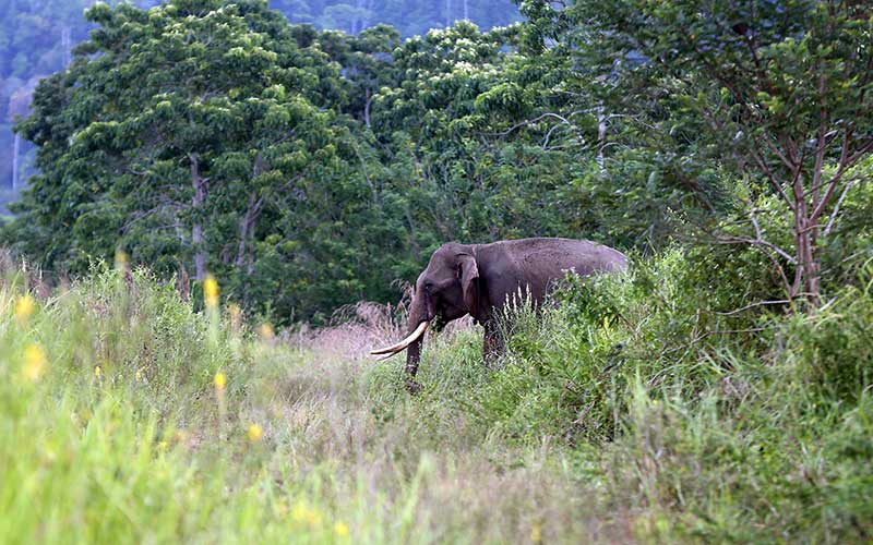  BKSDA Aceh Kerahkan Tiga Ekor Gajah Jinak Untuk Menggiring Gajah Liar Agar Tidak Masuki Permukiman