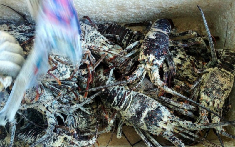  Awal Tahun, Pengiriman Lobster di Sumbar Turun 