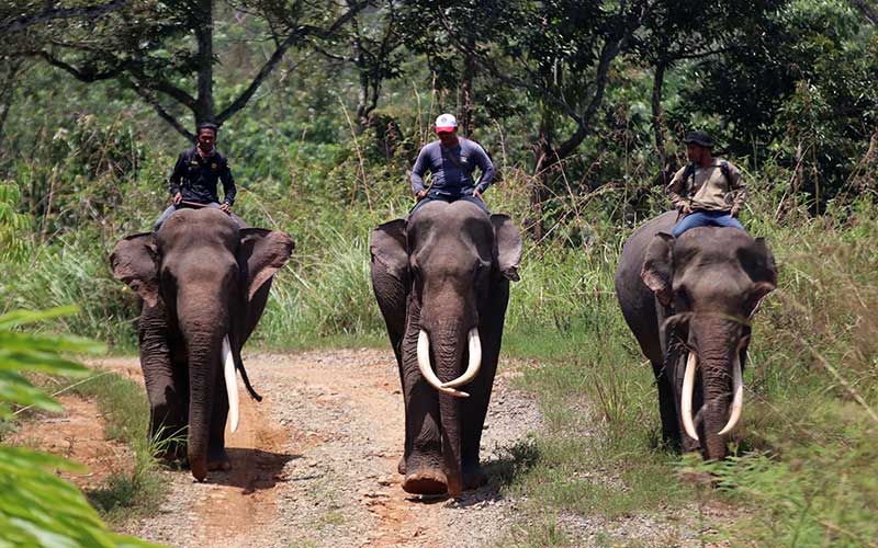  Kurangi Konflik Gajah Dengan Manusia, BKSDA Aceh Lakukan Patroli Gajah Liar