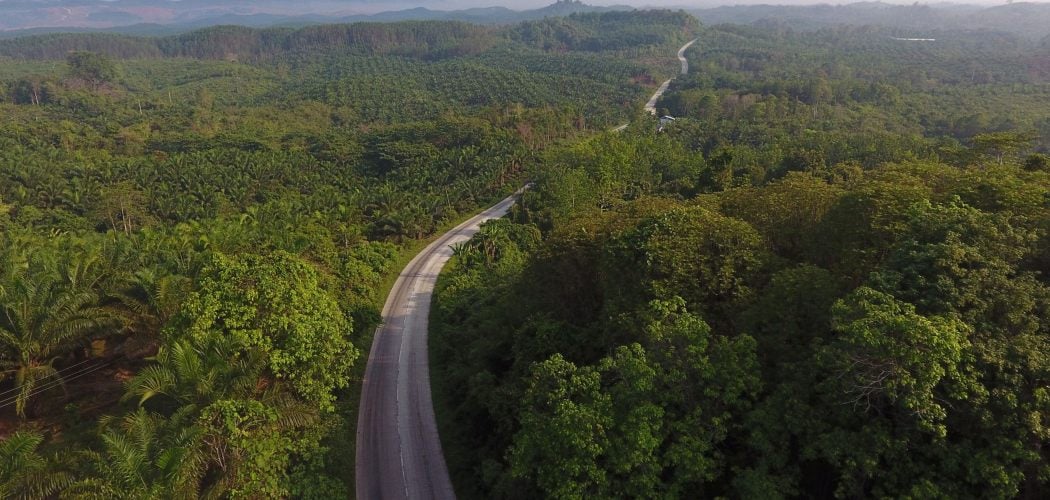  Harga CPO Punya Bekal Kuat untuk Terus Mendaki