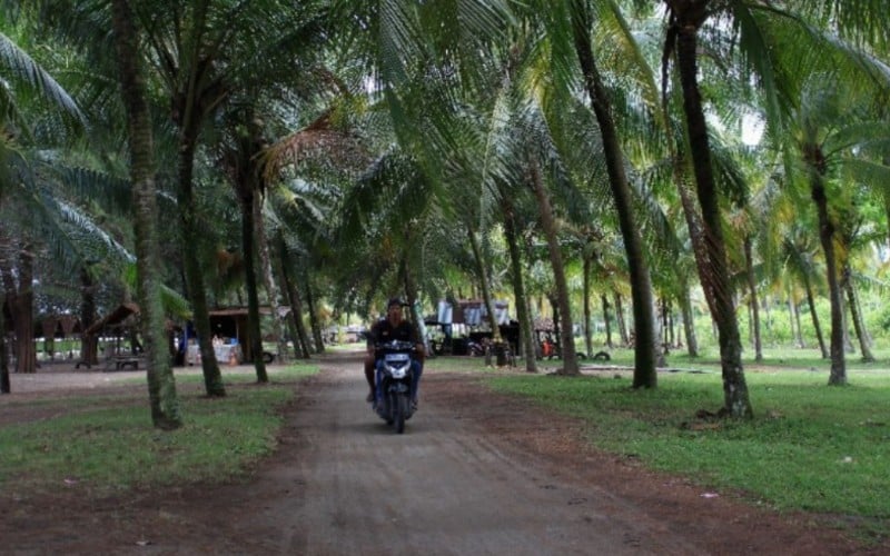  Genjot Produksi, Sumbar Targetkan Tanam 1 Juta Pohon Kelapa