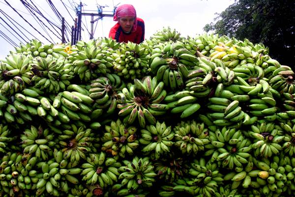  Lampung Genjot Produksi Buah-buahan, Sasar Pasar Ekspor