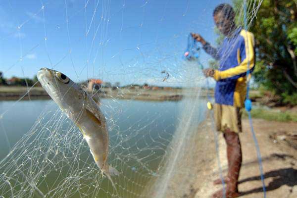  Selain Ikan Laut, Pangandaran Dorong Produktivitas Ikan Air Tawar