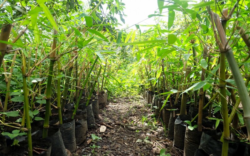  3.000 Bibit Bambu Bernilai Ekonomis akan Ditanam di DAS Ayung Bali