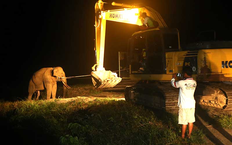  Tim BKSDA Aceh Gunakan Alat Berat saat Memindahkan Gajah Liar Yang Tertangkap