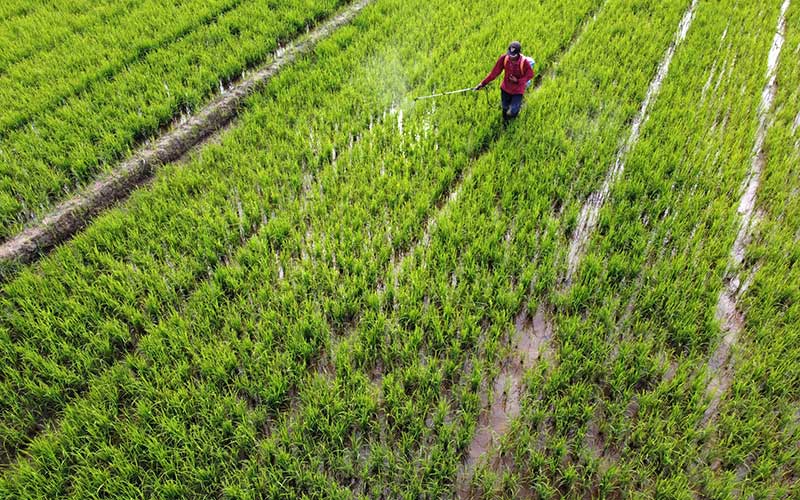  Produksi Beras di Kabupaten Cirebon Selalu Surplus
