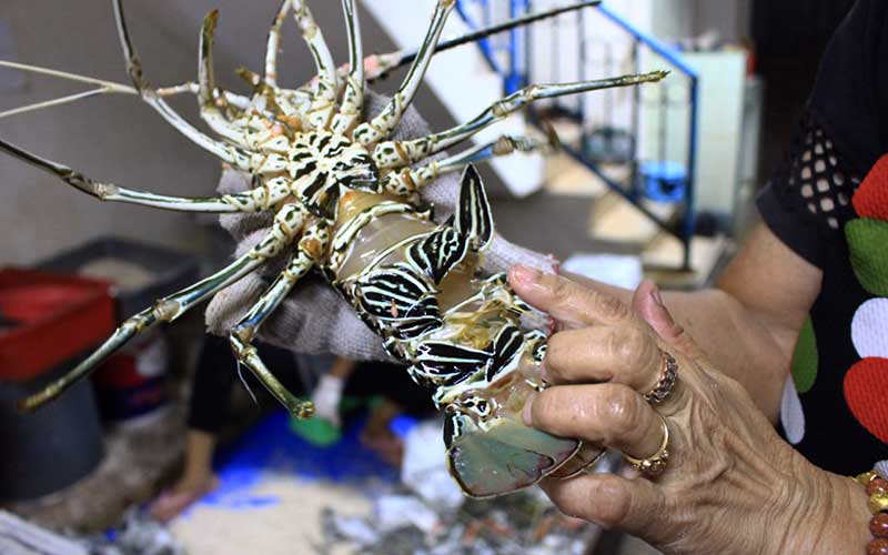  Ekspor Lobster Alami Penurunan Sejak Dua Bulan Terakhir
