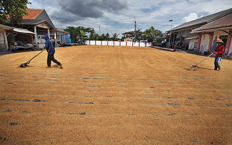  Lambannya Penyerapan Gabah Oleh BULOG, Harga Gabah Kering Merosot