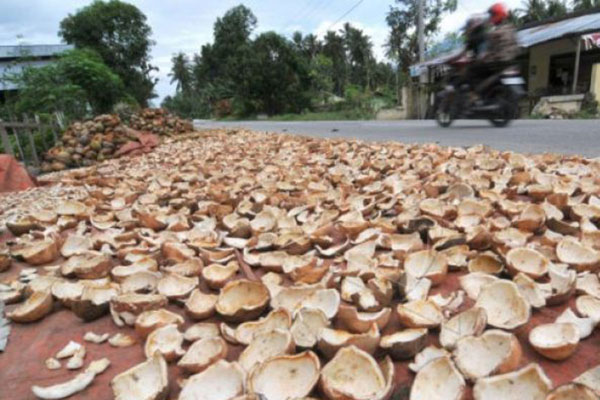  Begini Strategi BUMD Indragiri Hilir Jaga Harga Kelapa