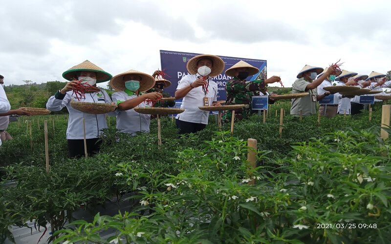  Petani Batam Pacu Produktivitas Cabai Hingga 20 Ton per Hektare