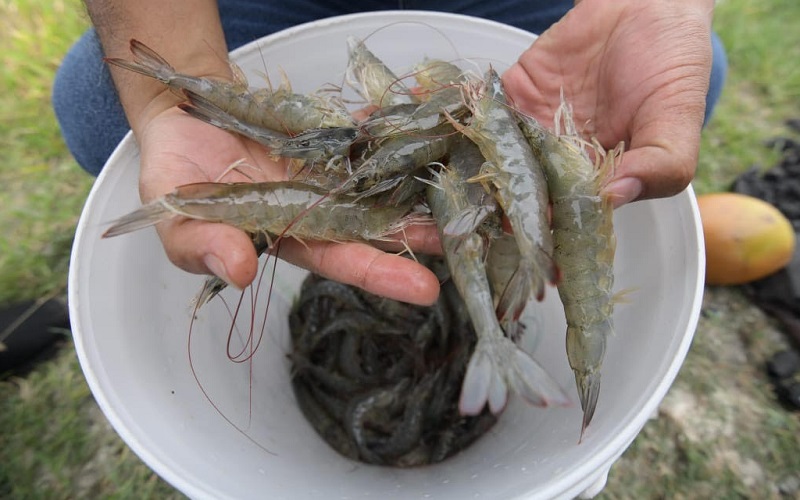  Program Petani Milenial, DKP Jabar Siapkan Budi Daya Ikan dan Udang