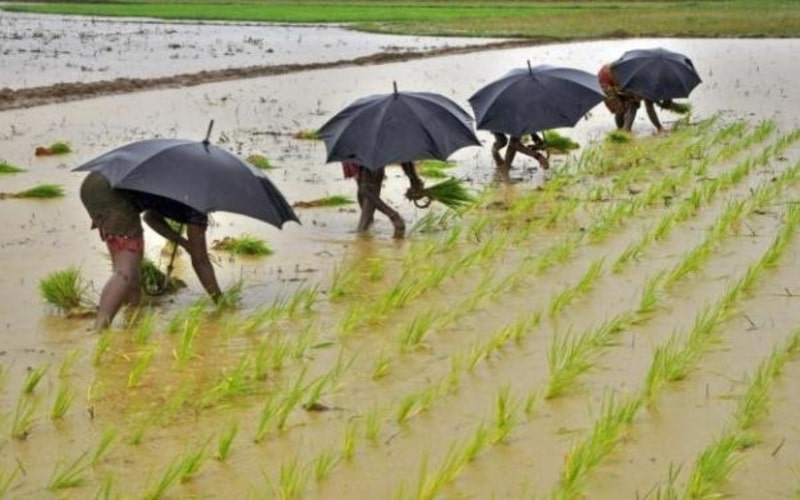 Ilustrasi pekerja sedang menanam padi./Reuters