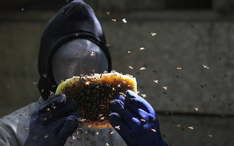 Petani memanen sari madu dari lebah Apis indica di Desa Landono 2, Kecamatan Landono, Konawe Selatan, Sulawesi Tenggara. Antara Foto/Jojon