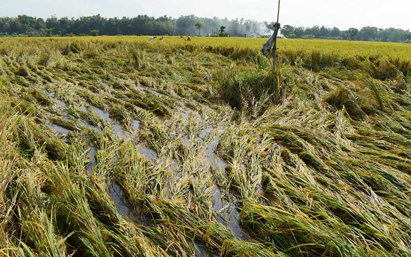  Tanaman Padi di Madiun Roboh Akibat Hujan Deras Disertai Angin Kencang