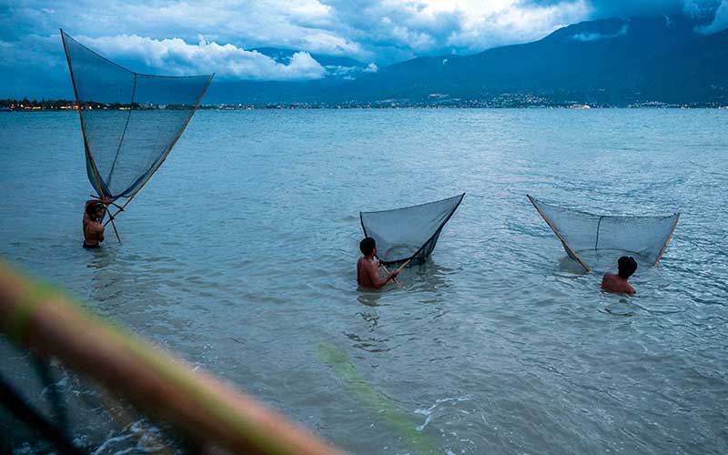  Musim Rebon di Bibir Pantai Teluk Palu Sulawesi Tengah