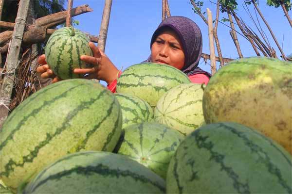  Bengkalis Siapkan Program 1 Desa 1 Penyuluh Pertanian
