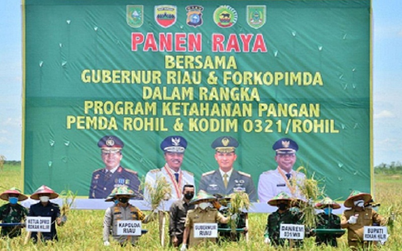  Gubernur Riau Ikut Panen Raya Padi di Rokan Hilir Seluas 350 Hektare