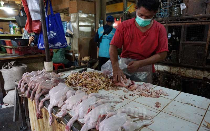  Kementan Prediksi Produksi Ayam Pada 2021 Akan Surplus Sebanyak 510 Juta Ekor