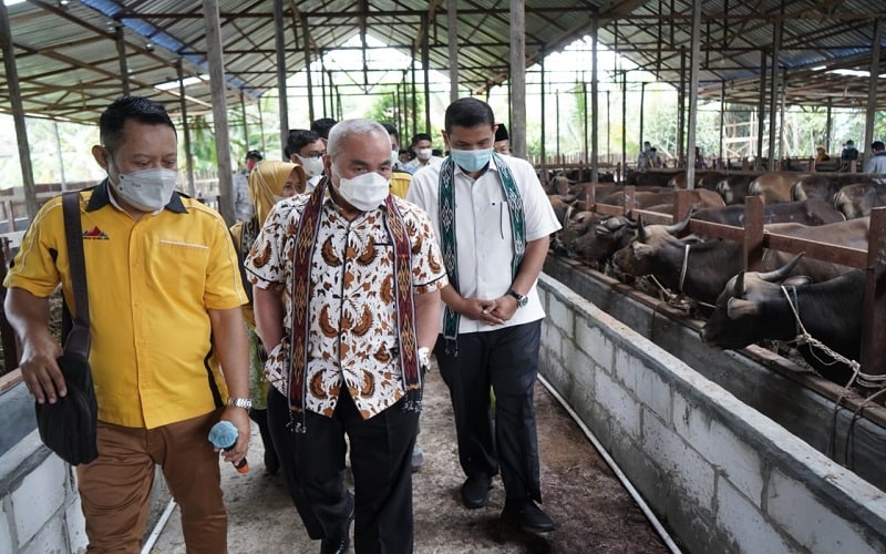  Pertamina Salurkan Rp20,6 Miliar untuk 206 Peternak Sapi di Kaltim