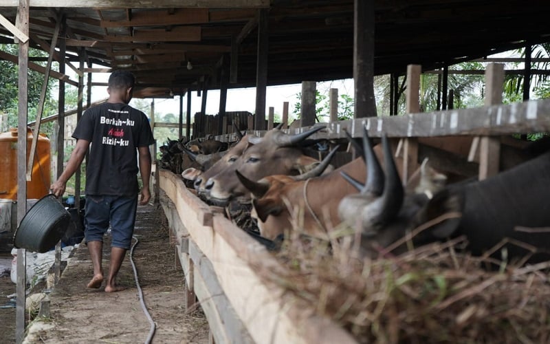 Salah satu peternakan sapi di Desa Tani Bhakti yang menjadi mitra dari Koperasi Berkah Salama Jaya (BSJ)./Istimewa