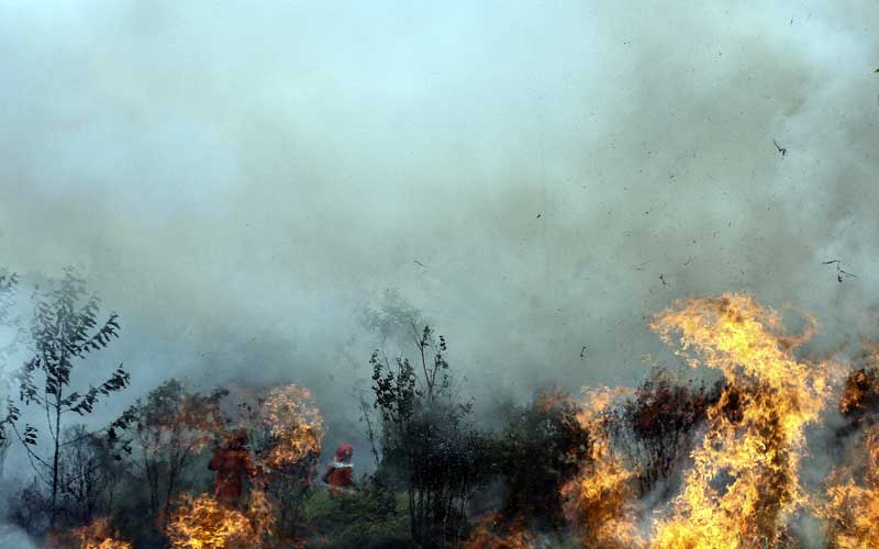  Kebakaran Hutan di Riau Hanguskan 10 Hektare Lahan