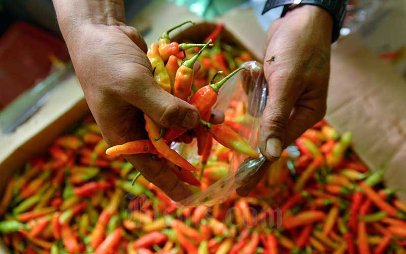  Pasar Mitra Petani Kementan Jual Cabai Merah Dengan Harga Rp32.000 Per Kilogram