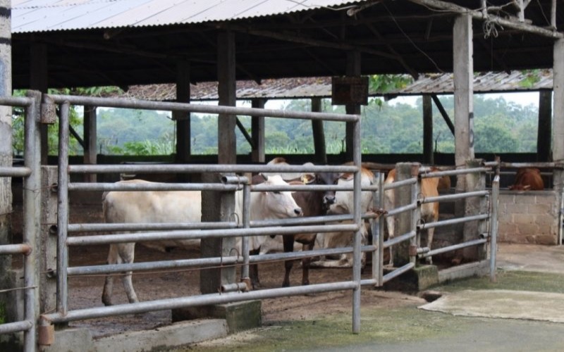  Perusahaan Penggemukan Sapi di Lampung Diminta Tidak Naikkan Harga