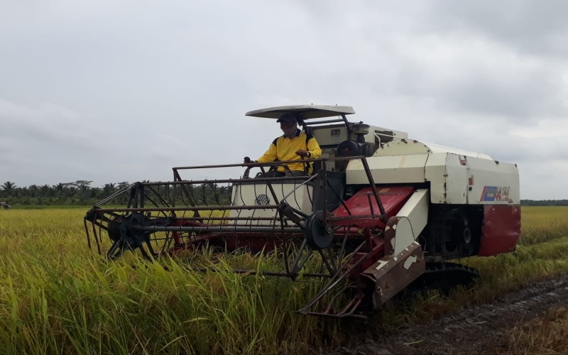  Sawah di Daerah Perairan Musi Banyuasin Mampu 3 Kali Panen
