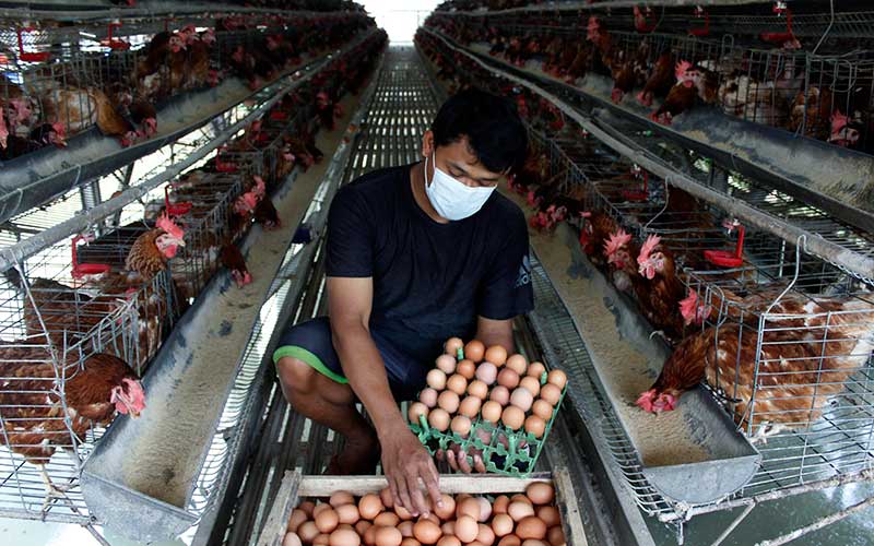  Memasuki Bulan Ramadan, Harga Telur Ayam Merangkak Naik