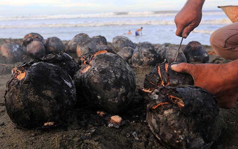  Kelapa Bakar Menjadi Menu Favorit Buka Buasa di Aceh