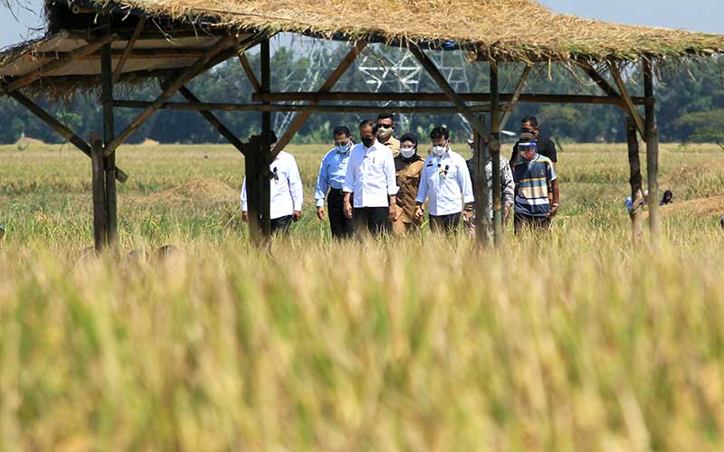  Presiden Joko Widodo Hadiri Panen Raya Padi di Indramayu