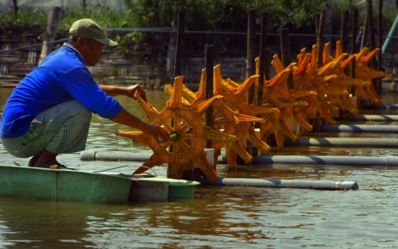  Pembangunan Shrimp Estate di Aceh Ditargetkan Selesai Tahun Ini