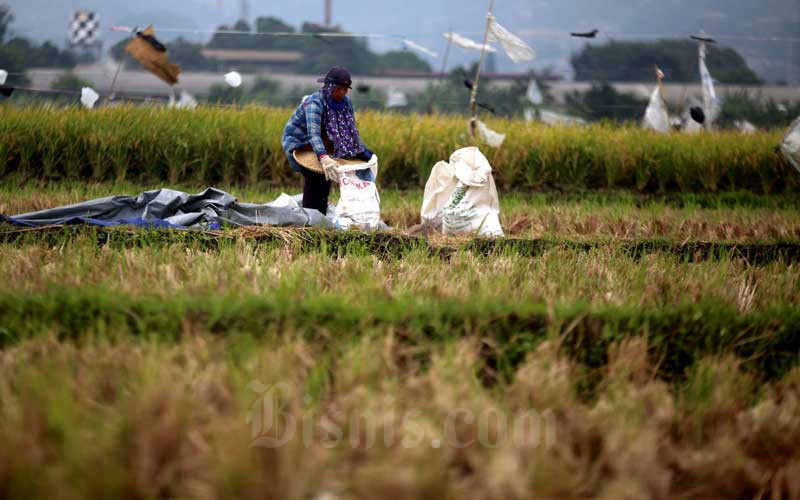  Pemerintah Tangguhkan Impor Beras Hingga Akhir Tahun