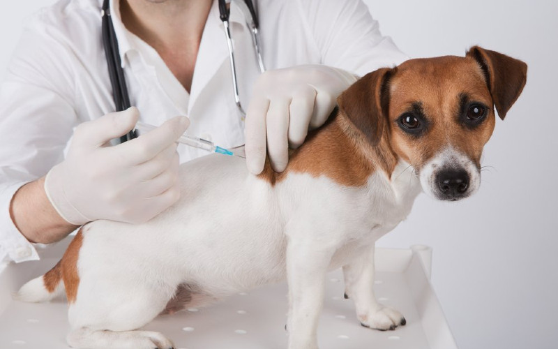  Dua Dokter Hewan di Chili Jadikan Vaksin Anjing sebagai Vaksin Covid-19
