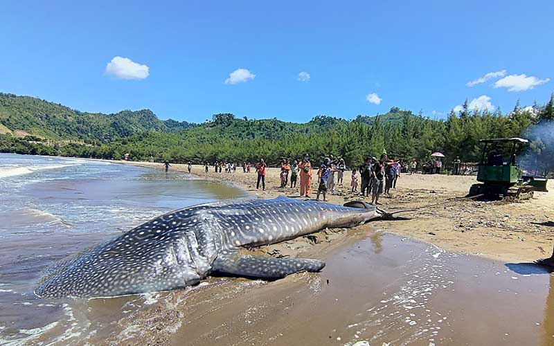  Hiu Paus Muda Berumur 3 Tahun Terdampar dan Mati di Pantai Bayeman Jawa Timur