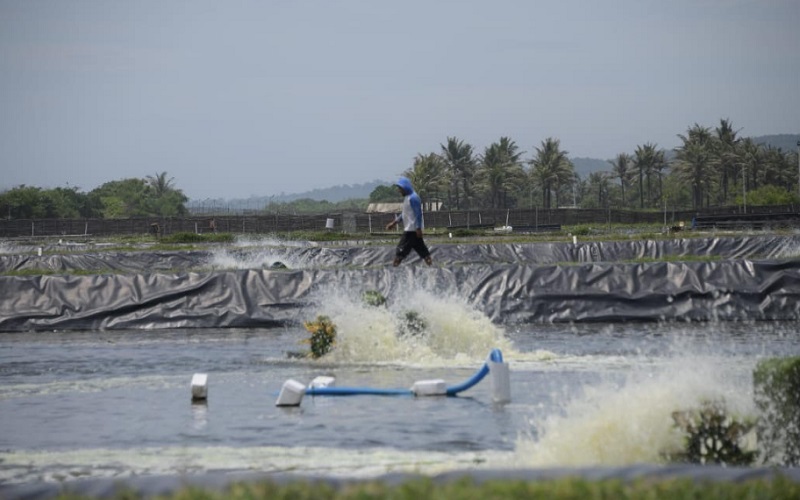  Petani Milenial Garap Budi Daya Udang dengan Cara Modern